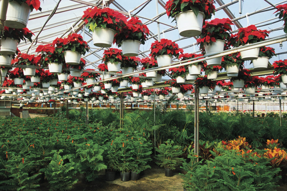 Greenhouse Plants